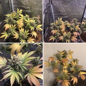 Skunk #1 x cheese dawg