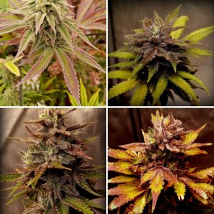 MICHIGAN ORGANIC CROSSES I GROW.