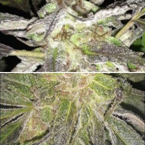 BlackCherry Punch cell pics