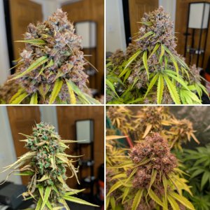 White Widow ( Purple variety) & Blue Dream