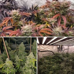 Harvested jan 1 2025