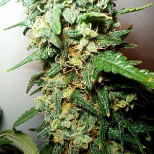 250w hps, 4L pots, soil