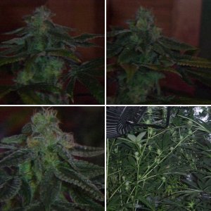 update growth 12/3/19