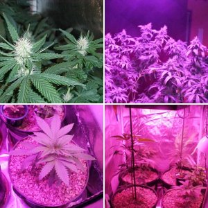 taking temp and humidity