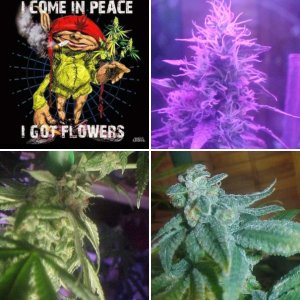 second tent  ladies - white widow, afghani and pinky