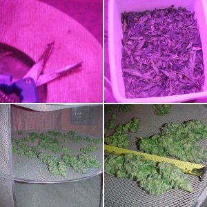 Harvest of Daydream X  707Headband