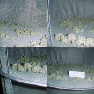 Stink Bomb Harvest 1-27-2020