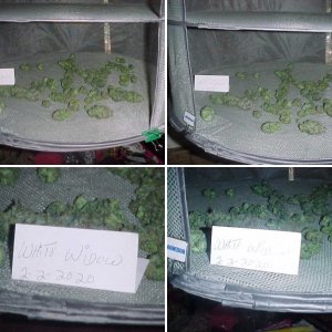 White Widow Harvested 85.3g