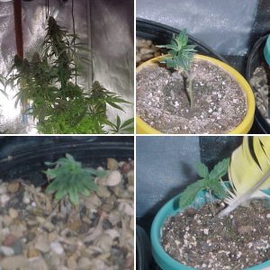 8 new babies and 1 adult