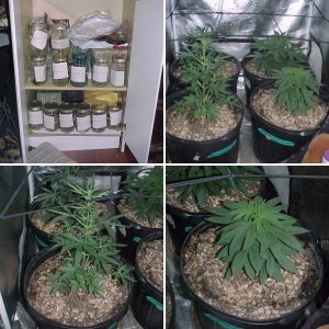 Update on Grow
