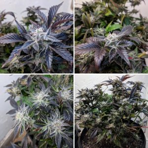 Stinky Seeds - Dead Hooker OG