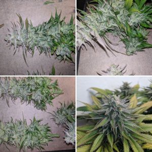 Love Cannabis - Wedding Cake