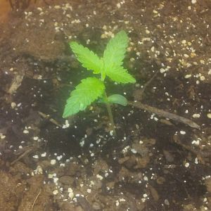 Zcamera-20170908_220747