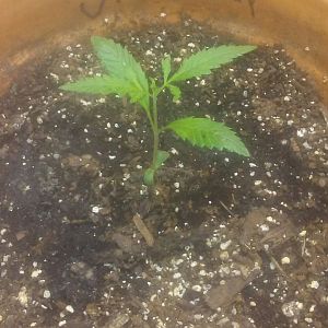 Zcamera-20170908_220605