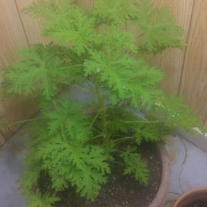 Zcamera-20170908_215750