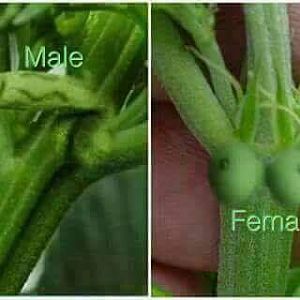 Received_780137128832215