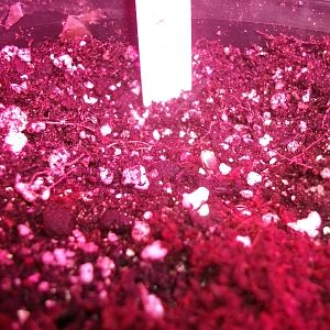 fruitbowl x trainwreck