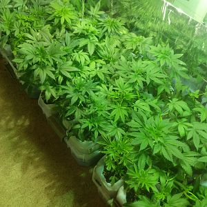 15053457553087237678242782237149