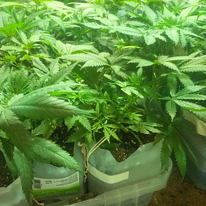 15053457886842446359771404198672