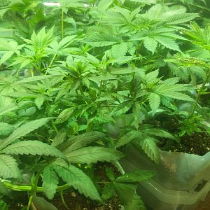 1505345821923590085693730491312