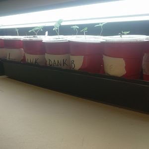 15055774959494534582336398348918