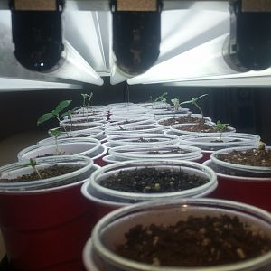 15055775603043954983581208578460