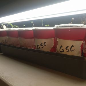 15055776536771492068640091362846