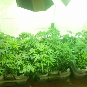 15055777577888256529609684630614