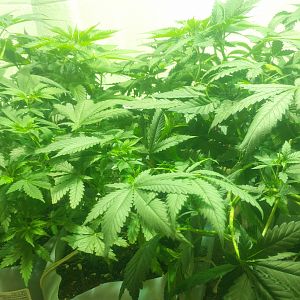 15055777901933971915838303610320