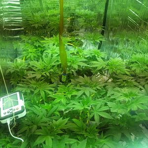 15056807848085983300430477984516