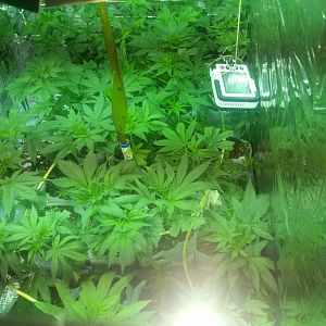 15056808220207342435003973653616