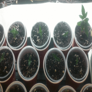 Burst_Cover_GIF_Action_20170921183732