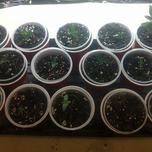 00000IMG_00000_BURST20170921183732_COVER