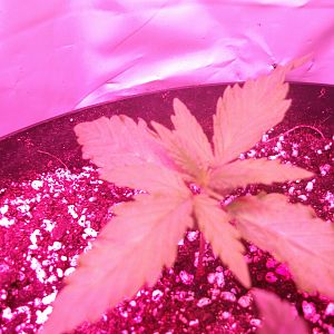 Passion#1 x Fruit Bowl