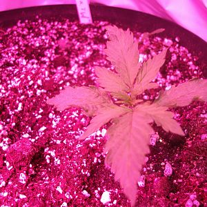 Fruit Bowl x Train Wreck