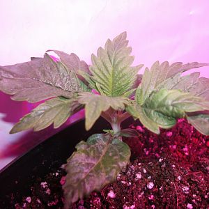 Fruit Bowl x Super Skunk