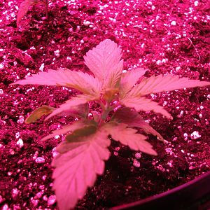 Passion#1 x Fruit Bowl