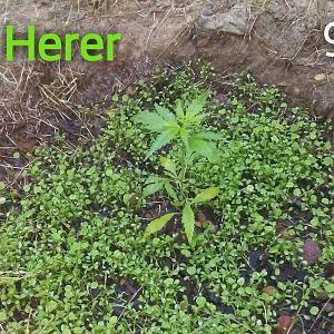 Zcamera-20170926_094424