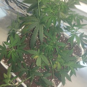 15069048865535098013897222638998