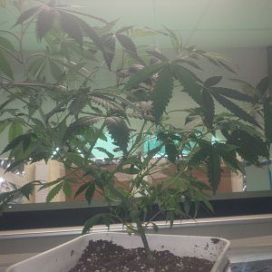 15069050480344518550605322983093