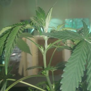 15069051878928818900157749518287