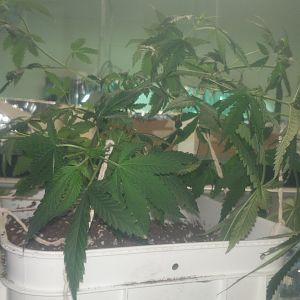 15069060745768965153649692097094