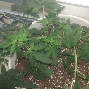 15069070559223531075929371057613