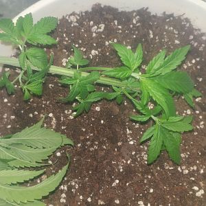 15069075657962159627942730014953