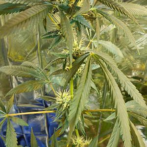 15111450850362686213708113192950