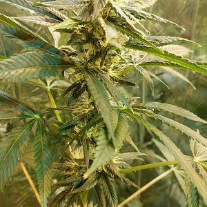 15111451136944719286013294115465