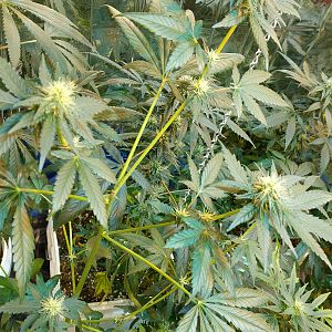 15111451573397269324871339360477