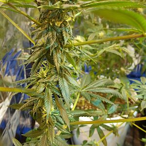 15111452038313045229375269990485