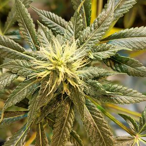 15111452324051823756092867458889