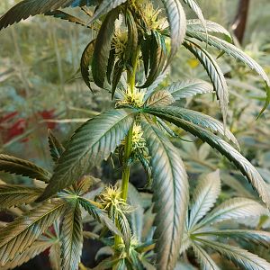 15111453424851823303108012196781